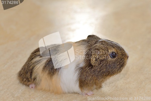 Image of Cute Guinea pig