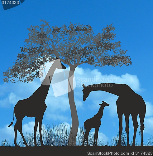 Image of Giraffes on the African savannah