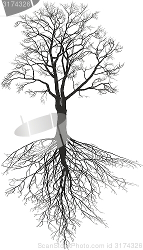 Image of Walnut tree with roots