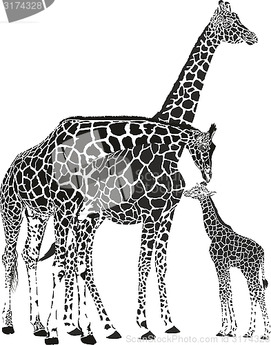 Image of Adult giraffes and baby giraffe