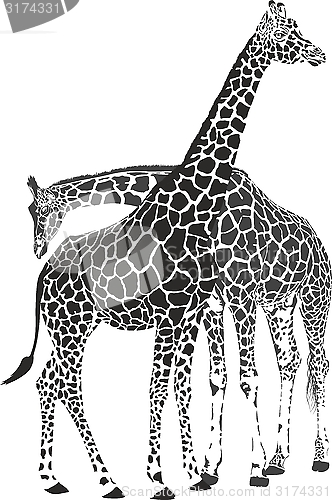 Image of Giraffes