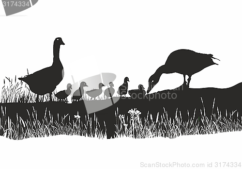 Image of Geese Family on spring Meadow