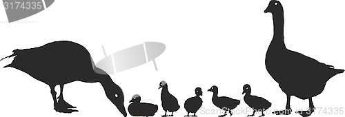 Image of Geese Family With Young