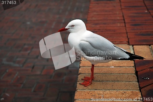 Image of sea-gull