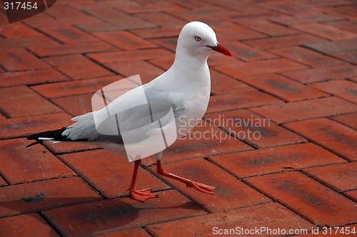 Image of sea-gull