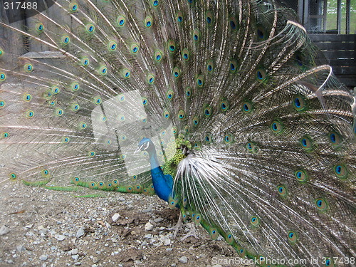 Image of Peacock