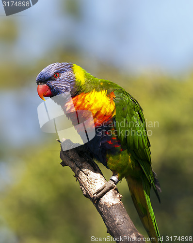 Image of Rainbow lorikeet