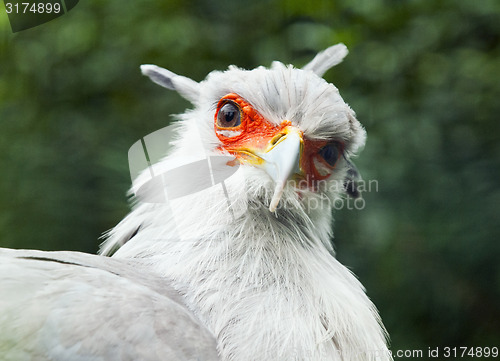 Image of Secretarybird or secretary bird