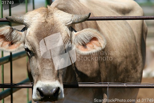 Image of curious cow