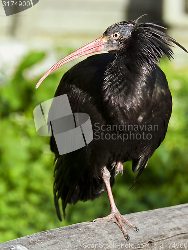 Image of Northern bald ibis