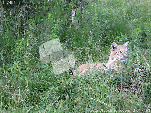 Image of Lynx in the gras