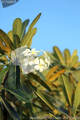 Image of Beautiful flower plumeria 