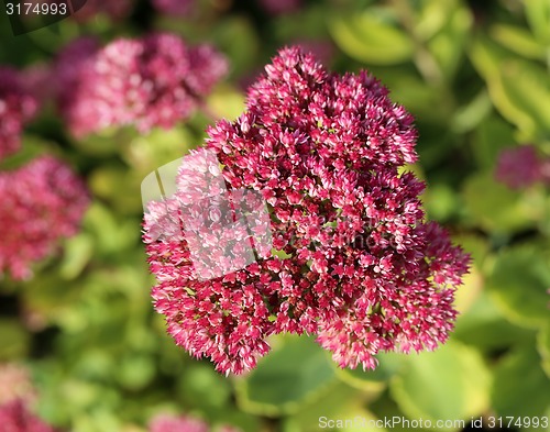 Image of Beautiful flower 