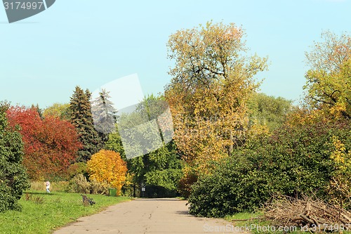 Image of Autumn forest