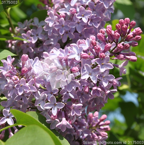 Image of Lilac