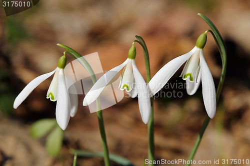 Image of Snowdrops