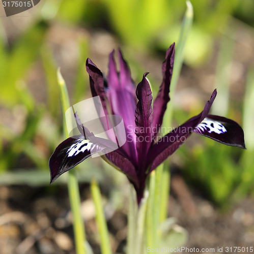 Image of Iris pumila