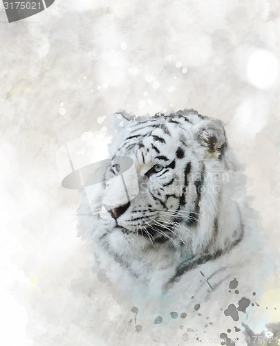 Image of White Tiger Portrait