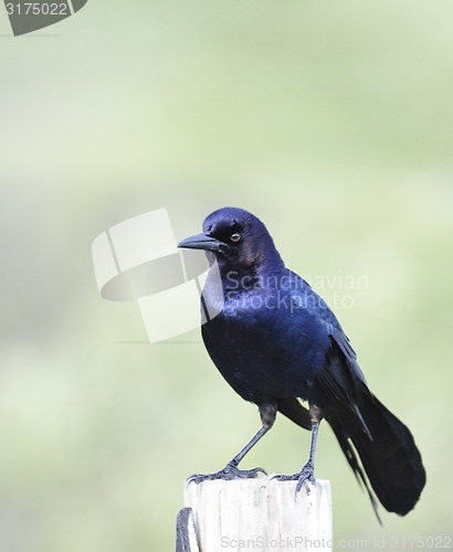 Image of Boat-Tailed Grackle 