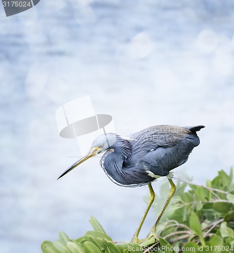 Image of Tricolored Heron