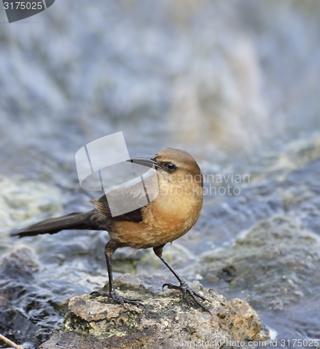 Image of Boat-Tailed Grackle Female