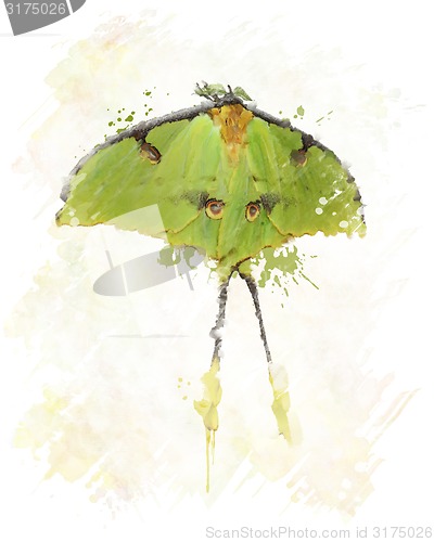 Image of Luna Moth Watercolor