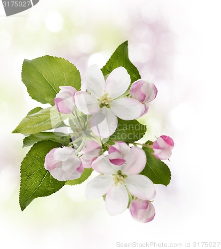 Image of Apple Tree Blossom