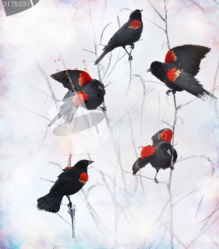 Image of Red Winged Blackbirds