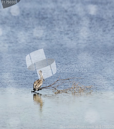 Image of Brown Pelican