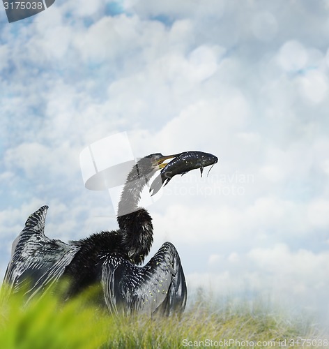 Image of Anhinga Fishing