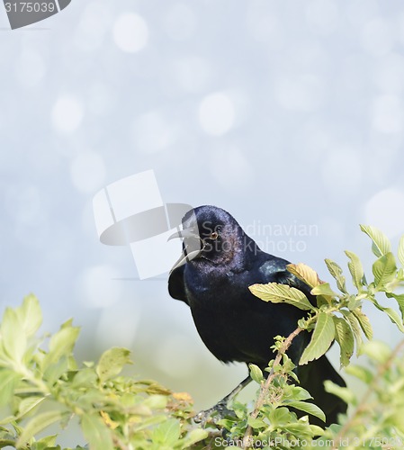 Image of Boat-Tailed Grackle