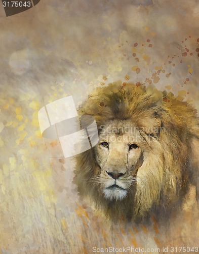 Image of African Lion Portrait