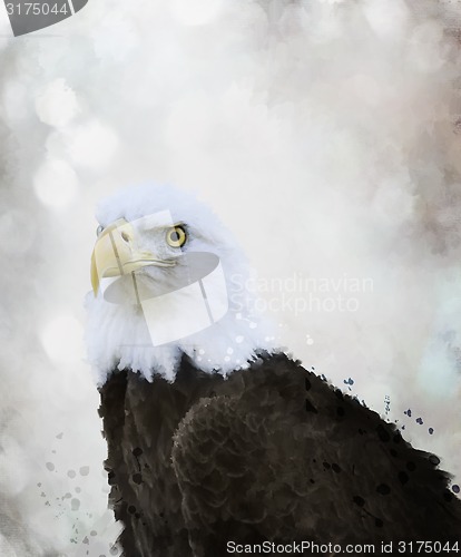 Image of Bald Eagle Watercolor