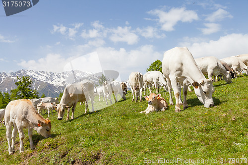 Image of Free calf on Italian Alps