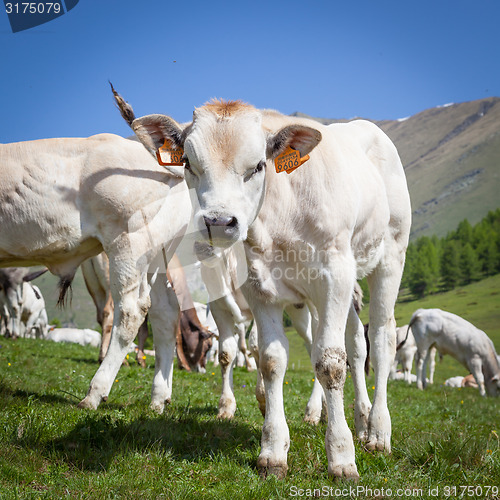 Image of Free calf on Italian Alps