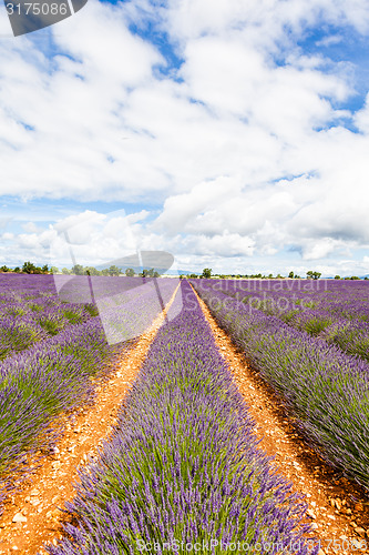 Image of Lavander field