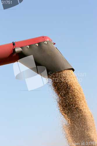 Image of barley harvest