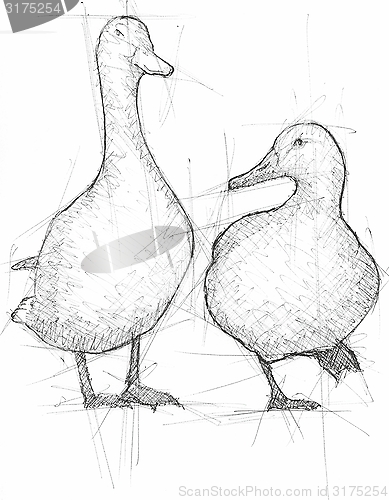 Image of Sketch Illustration of Mallards