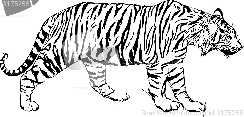 Image of Sketch Illustration of Tyger