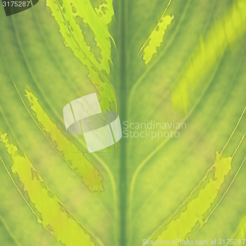 Image of Green leaf