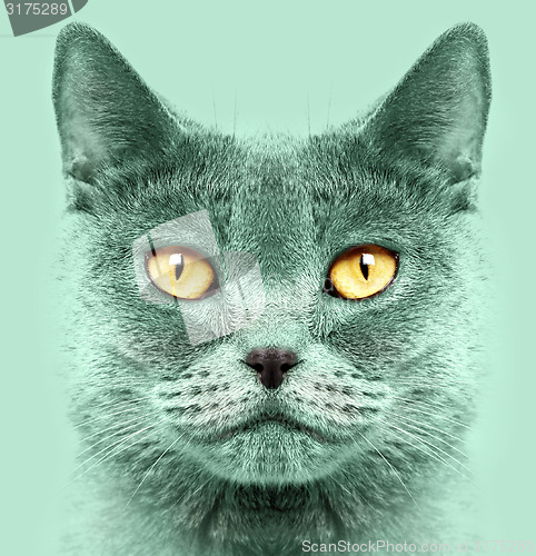 Image of British short hair cat 