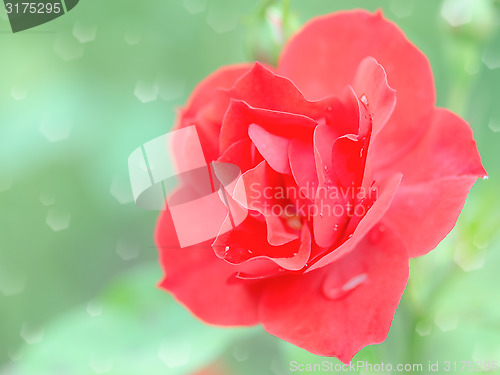 Image of Wet tender red rose flower with rain drops