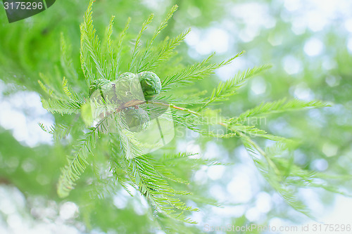 Image of Sunlit pastel cypress branch with lush foliage and green cones
