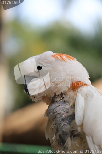 Image of Beautiful white cockatoo 