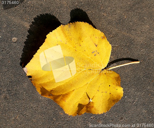 Image of yellow leaf