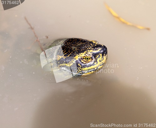 Image of Turtle head 
