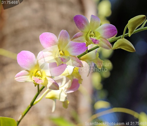 Image of Beautiful flower orchid 