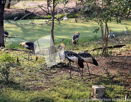 Image of Crowned Crane