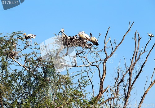 Image of Pelicans sitting