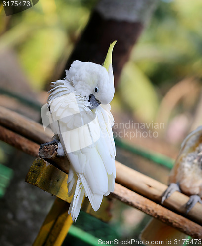 Image of Beautiful white cockatoo 